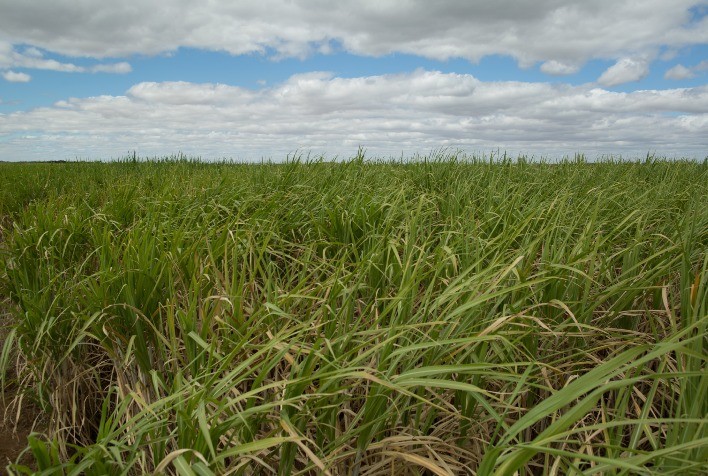 Brasil precisa aproveitar potencial gigante inexplorado de captura de carbono do setor alcooleiro