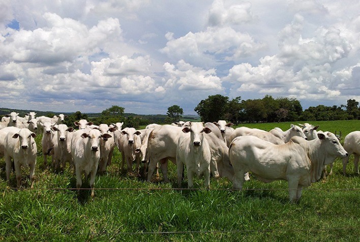 26º Seminário da ANCP abordará sustentabilidade e qualidade da carne