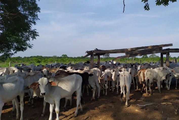 Recria: represar ou intensificar?