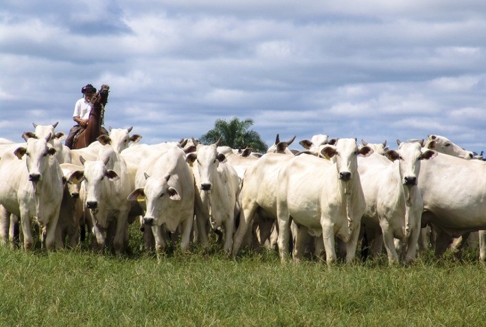 As estratégias do sistema intensivo de terminação para melhor qualidade da carne e maior rentabilidade
