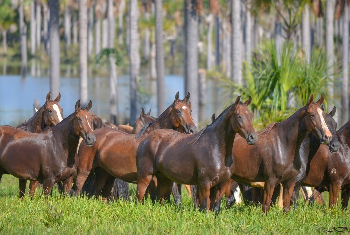 39ª Exposição Nacional RAM do Cavalo Mangalarga Marchador está de volta no formato presencial