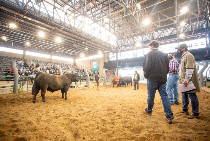 Angus chega à Expointer 2022 com novidade e programação intensa