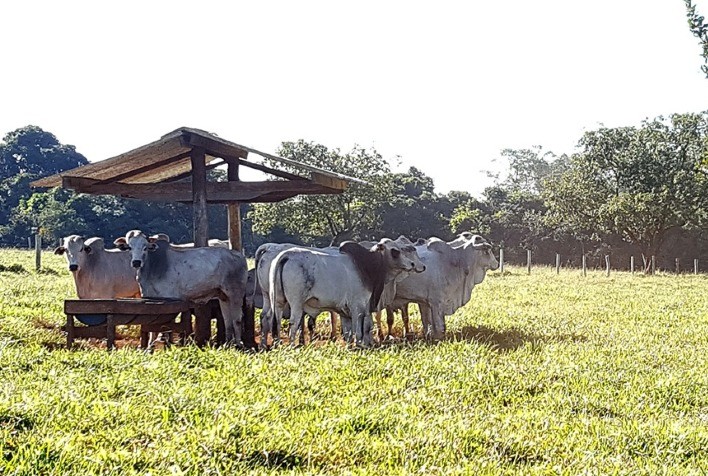Cai a referência de preço para o boi gordo em São Paulo