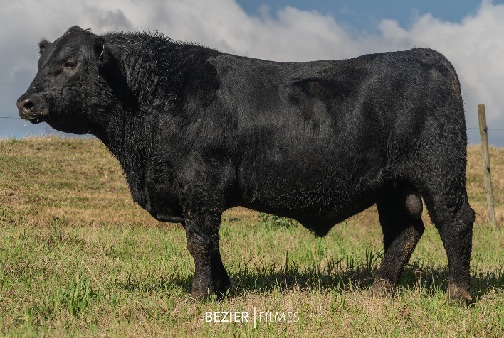 Renascença garante média de R$ 24,4 mil para touros Angus