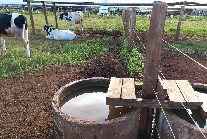 Fornecimento e consumo adequado de água garantem melhor desempenho aos bovinos