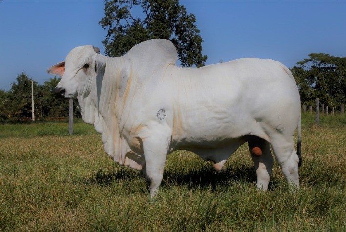 Conjunto da Ópera: como um reprodutor se destaca numa produção em larga escala