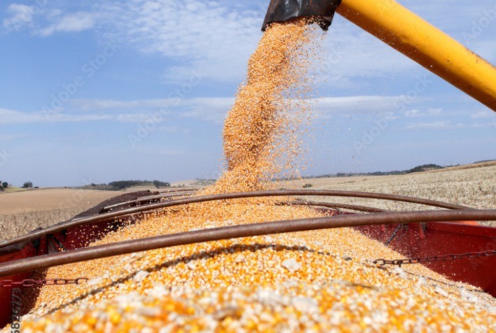 Colheita do milho em Goiás se aproxima dos 40%