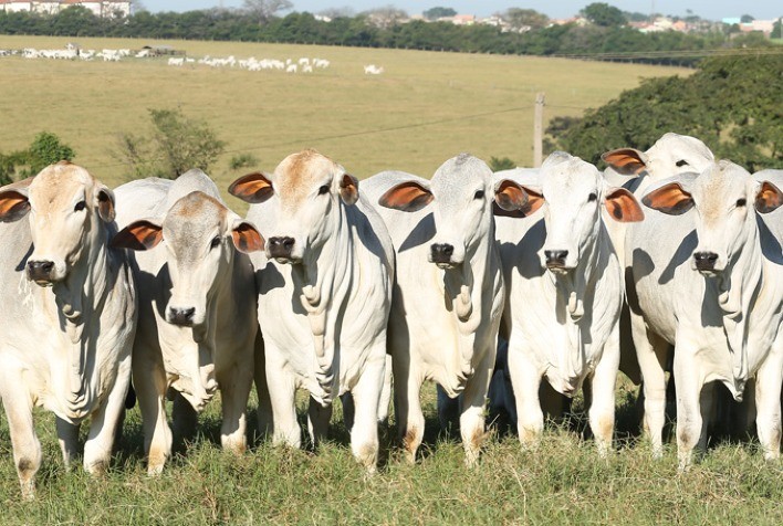 Queda na cotação da novilha em São Paulo