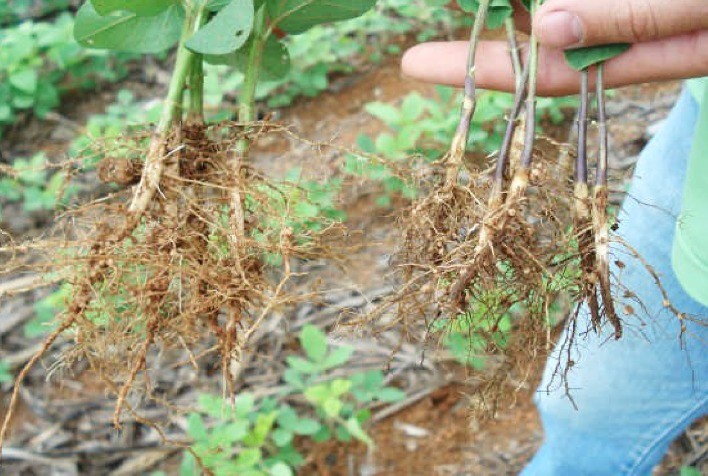 Congresso mostra avanços da biologia molecular e transgênia aplicada à nematoides