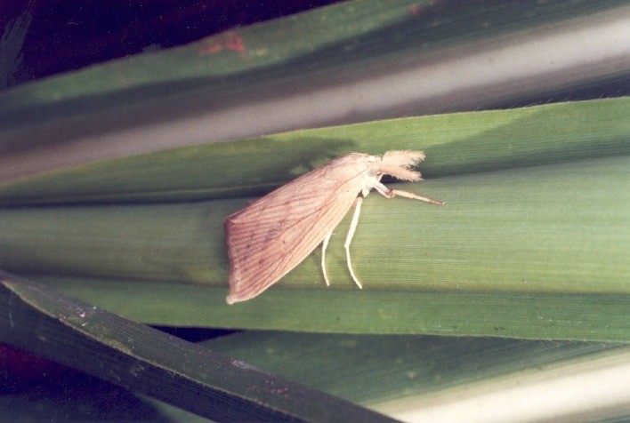 Inseticida eficaz no controle da broca-da-cana terá resultados apresentados em evento sucroenergético de Ribeirão Preto