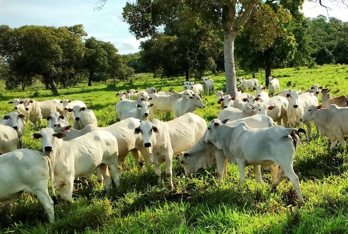 Pressão de baixa nas praças paulistas