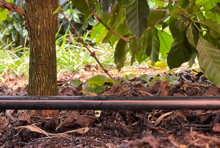 Cafeicultores verticalizam produção e se tornam menos dependentes do clima com irrigação localizada