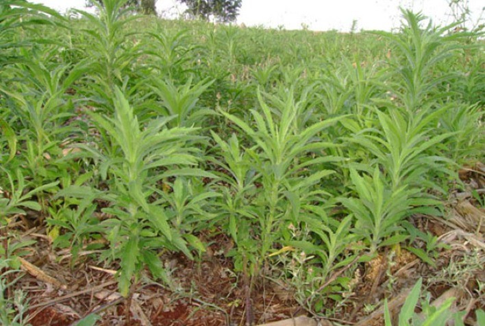 Buva já está presente em 25% das lavouras de soja do Brasil e, sem manejo, pode causar perdas de até 100%