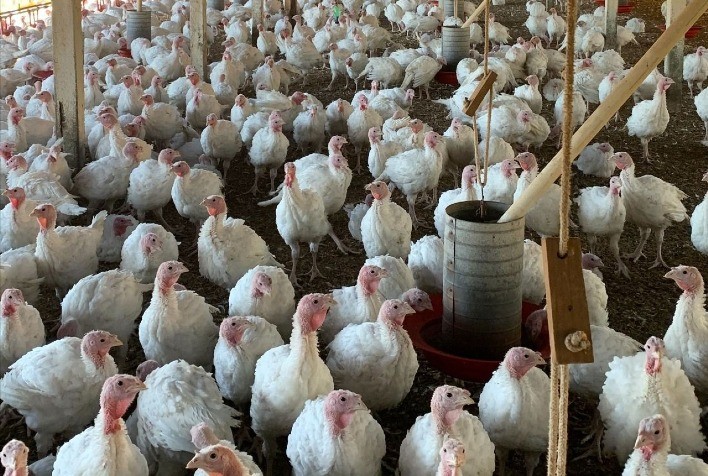 Criação caseira de perus exige cuidados, aponta especialista da Embrapa