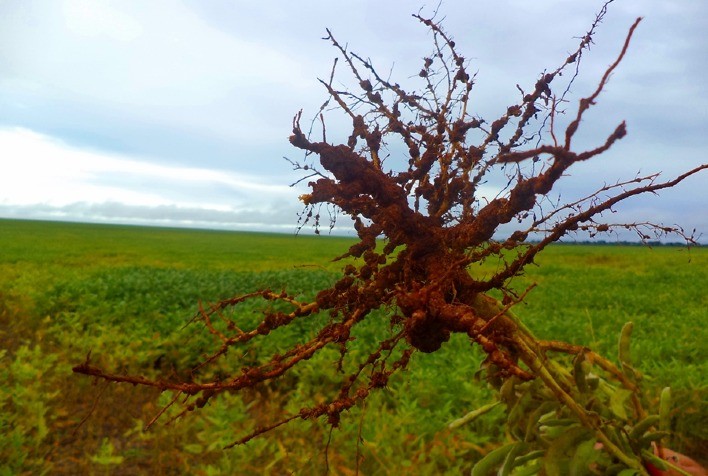 Corteva Agriscience destaca soluções em biológicos para o manejo de nematoides no 37º Congresso Brasileiro de Nematologia