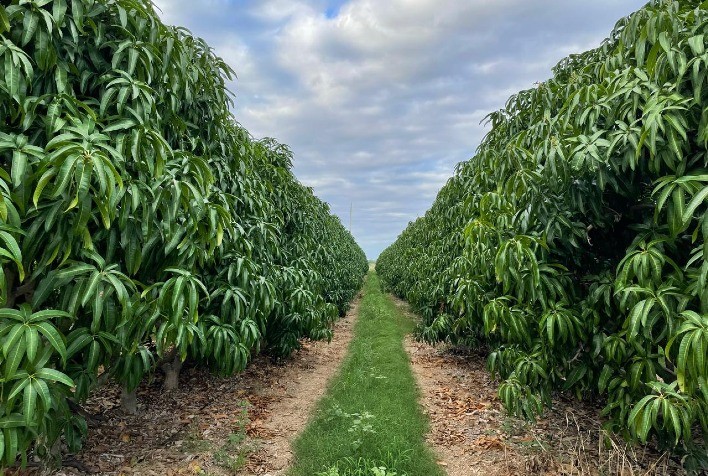 Como o Semiárido brasileiro se transformou em polo produtivo de fruticultura