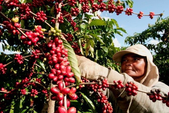 Tecnologias para proteção do café Conilon movimentam equipe da Albaugh na feira de negócios da Cooabriel