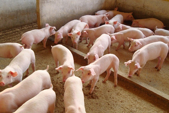 14º Simpósio Brasil Sul de Suinocultura: Biosseguridade será tema de palestra de Nelson Morés