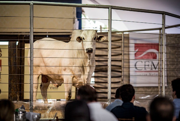 Agro-Pecuária CFM oferta 500 touros Nelore CEIP no dia 18 de agosto