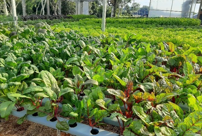 Veja quais são as verduras e legumes para plantar no inverno