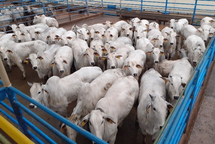Primeira etapa do 24° Circuito Nelore de Qualidade acontece em Senador Canedo (GO), em 3 de agosto