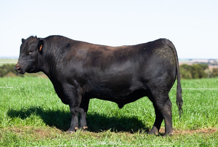 Angus da Limeira faz média de R$ 48 mil nos machos e R$ 24,2 mil nas fêmeas