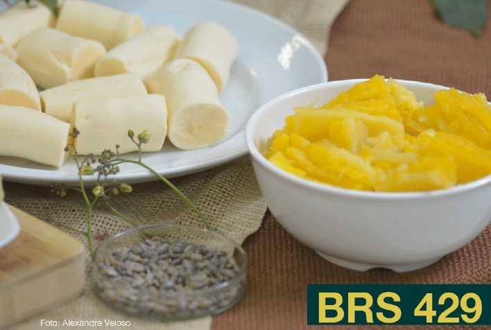 Recomendação de uso da mandioca de mesa BRS 429 para o DF e Entorno será lançada dia 17 em Novo Gama (GO)