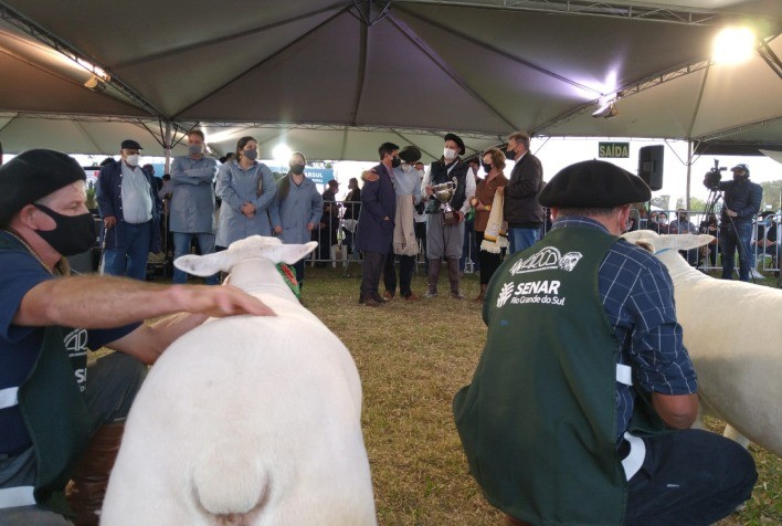 Aumento de participação na Expointer reflete crescimento da ovinocultura