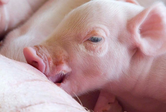 Raças puras aceleram o crescimento da suinocultura moderna