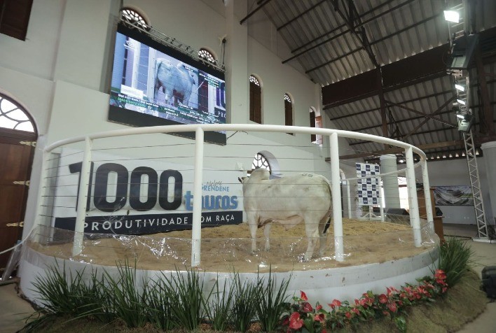 Centenária Fazenda Ressaca em Cáceres MT sedia maior oferta de touros do Brasil