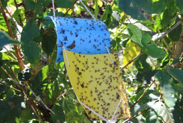 Pesquisadores sequenciam genoma do bicho mineiro do cafeeiro