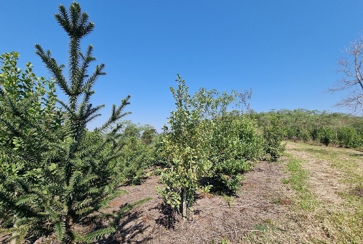 Painel discute viabilidade financeira de modelos de recuperação de Reserva Legal com Araucária