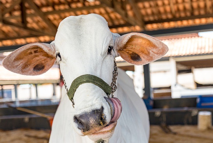 Suplementação de bezerros em creep-feeding é viável?