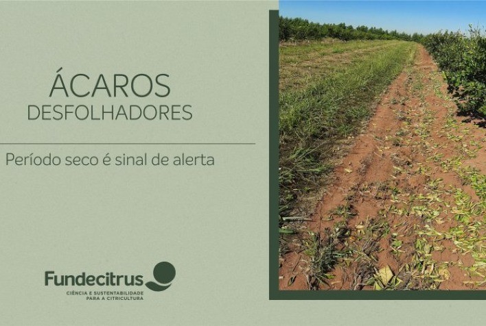 Ácaros desfolhadores: período seco é sinal de alerta para o surgimento da praga