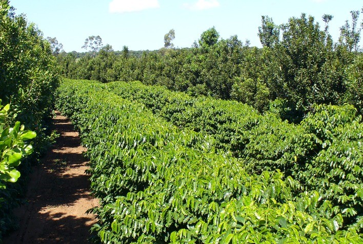Cultivo consorciado de café com macadâmia é 215% mais produtivo e 3,2 vezes mais rentável do que sistema tradicional