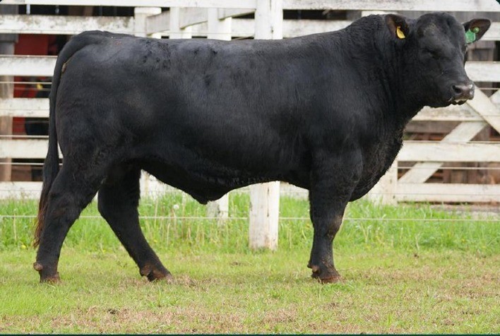 Fazenda 3 Marias fatura R$ 480,9 mil com venda de reprodutores