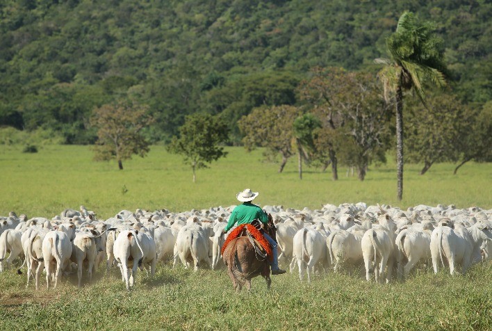 Agropecuária Jacarezinho é a maior vendedora de touros do Brasil