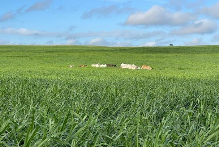 Caso de sucesso: Brachiaria híbrida cv. Sabiá ilustra a importância do produtor trabalhar com material mais confiável