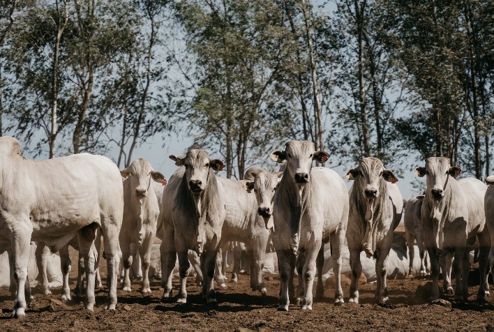 Oeste de Mato Grosso e Centro-Sul de Rondônia recebem a terceira rota do Confina Brasil 2022, da Scot Consultoria