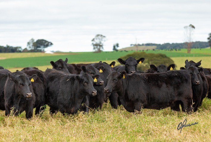 Angus lançará novos selos de seleção na Expointer 2022
