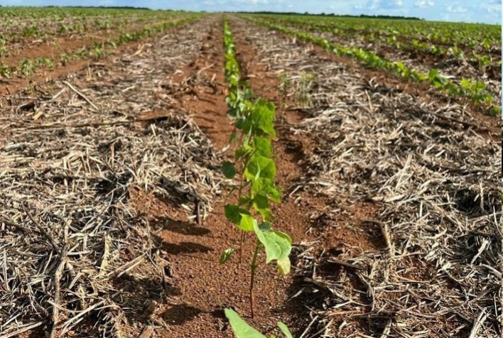 Estresses ambientais impactam a safra 21/22 de algodão em MT