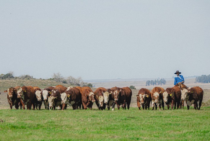 Conexão Delta G apresenta na Expointer nova edição do Sumário de Touros