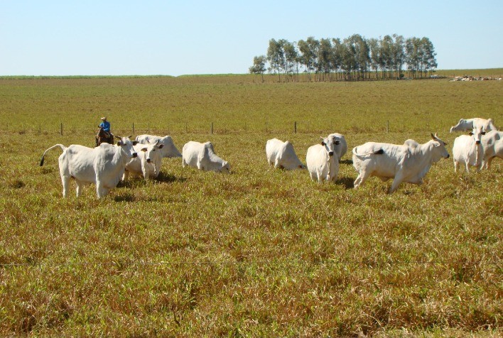 Manejo nutricional estratégico preservados na seca