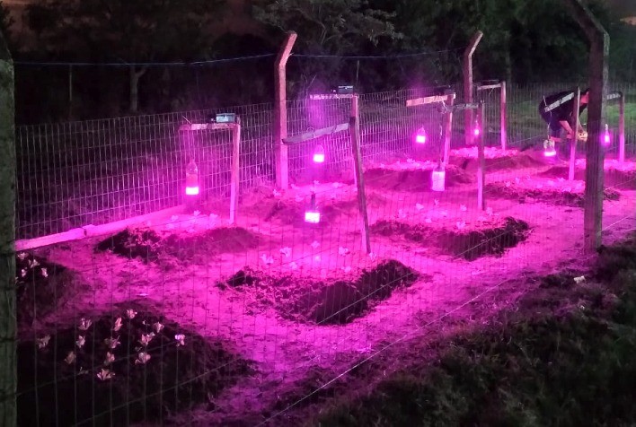 Projeto de iluminação artificial de hortaliças começa a apresentar resultados positivos
