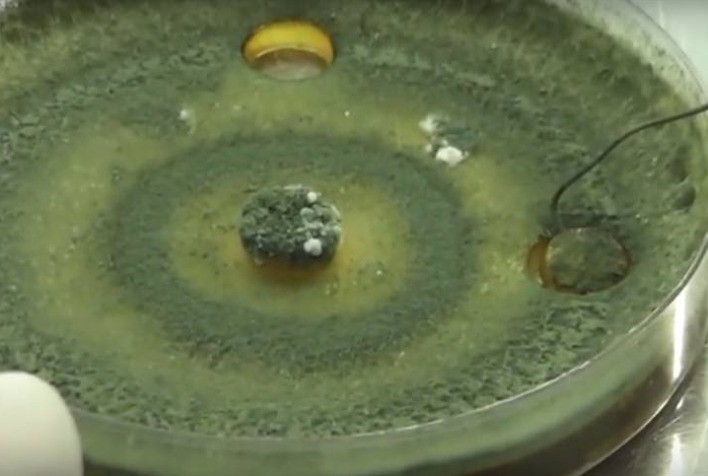 Biopesticidas se destacam no mercado por anular riscos a saúde animal e garantir um controle seguro contra carrapatos