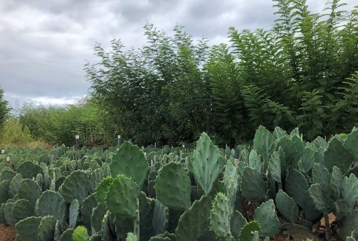 Biofiltro reaproveita água doméstica para produção de alimentos e forragem