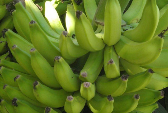 Plantas de cobertura são hospedeiras do fungo causador da fusariose da bananeira