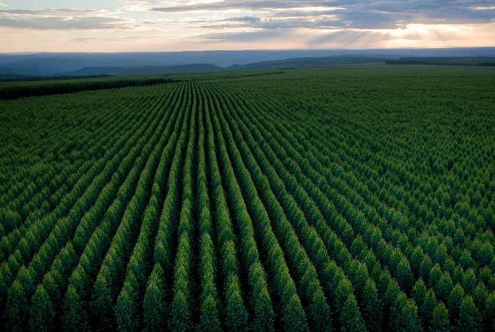 Setor de florestas elabora plano para impulsionar mercado brasileiro de remoções de carbono na COP 27