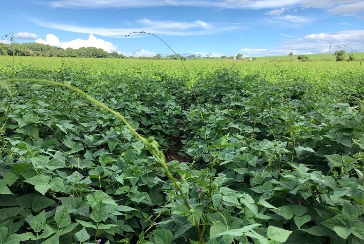 Gana aprova feijão modificado resistente a pragas