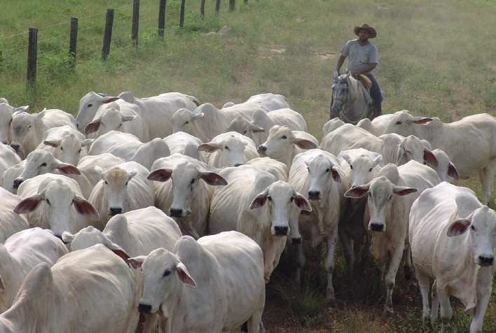 Prazo para declaração de rebanho termina em outubro